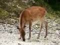 屋久島　野生鹿