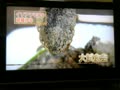 沖縄TV