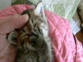 自分の手をチュパチュパし眠る子猫