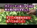 ダイソーで2個１００円で購入した、春大根の種からできた大根葉を間引きしました！