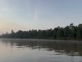 早朝のキナバタンガン川 リバークルーズ