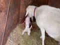 ヤギの出産3-5月6日
