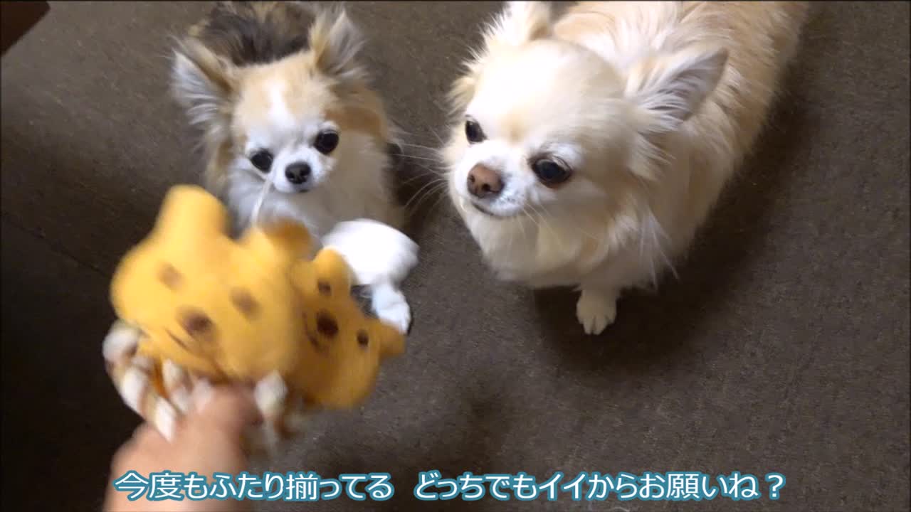 ブログ１３歳プレ企画　失敗編　２０２４．０３.mp4